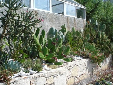 Oputia_Agave.